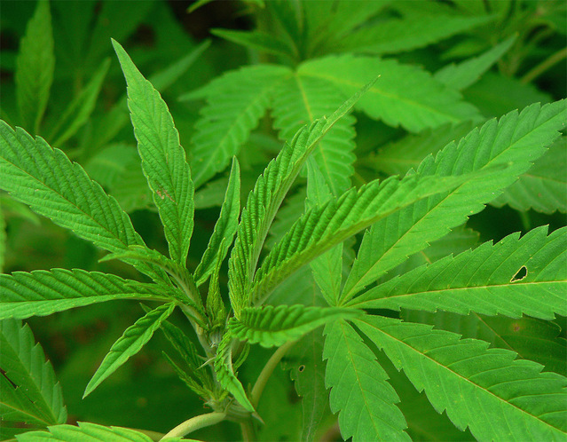 Cannabis Addiction